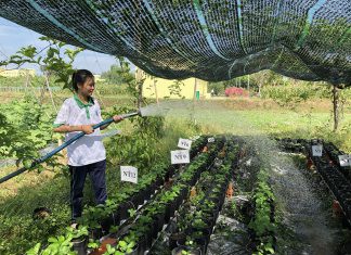 TVU students experimentally planting three heat-resistant varieties of strawberries