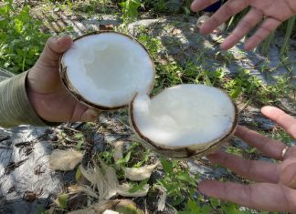 Propagation of Makapuno coconut by tissue culture technology